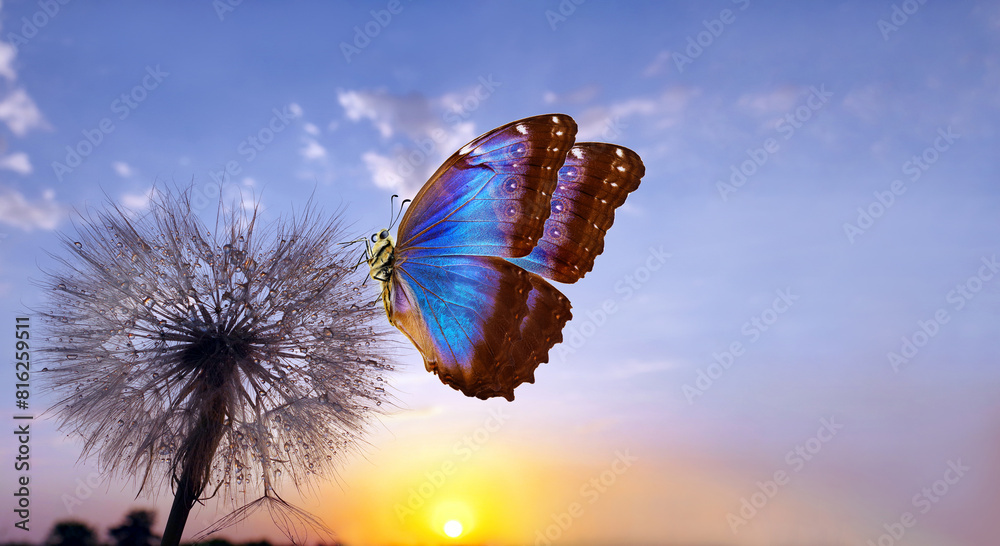 Aufkleber morpho butterfly and dandelion. seeds of a dandelion flower in drops of water on a background of sun
