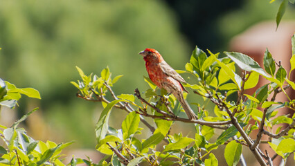 Robin perched on the branches of the bush. Being vigilant so that it does not become prey.