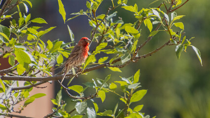 Robin perched on the branches of the bush. Being vigilant so that it does not become prey.