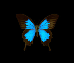Butterfly Ulysses isolated on a black. Colorful tropical butterfly.