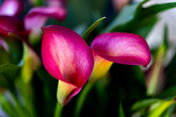Pink Calla Lily