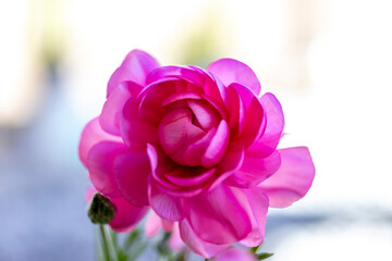Pink Ranunculus