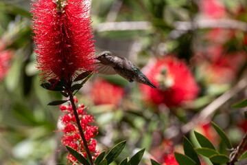 Anna's hummingbird on red flowering gum tree