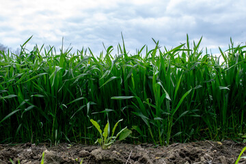 sprouting grain, the edge of agricultural crops