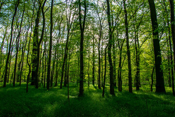 Obraz premium interior of a deciduous forest in spring