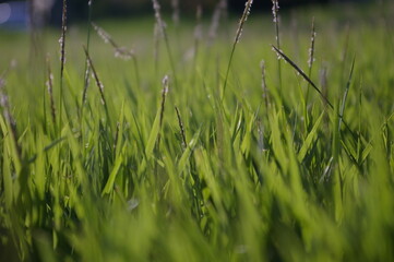 Césped. Hierba verde y otras plantas