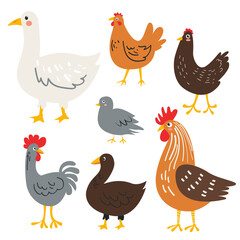 Vector collection of farm birds in trendy flat style including duck, goose, rooster and chicken isolated on white. Farming, poultry farming, cute animals