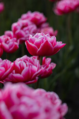 Spring beautiful pink tulips field. Field of tulips in Belarus, Brest region.