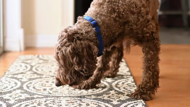 Brown labradoodle chewing on a healthy carrot treat