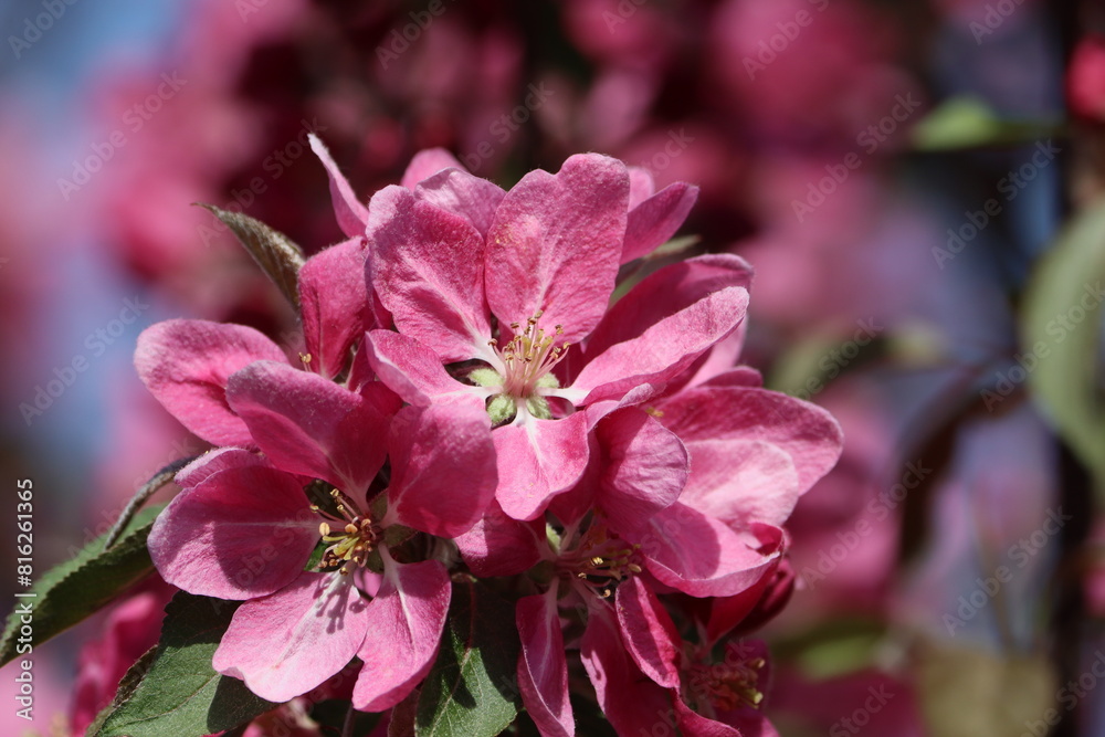 Poster Sweden. Malus sylvestris, the European crab apple, is a species of the genus Malus, native to Europe. Its scientific name means 