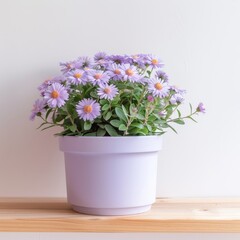 Fototapeta premium Aster flowers background with copy space. Valentines day, mothers day, women's day concept.