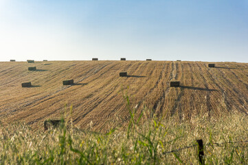Rural Scene at Dawn: Mowed Hill Hay Alpacas and Golden Light.