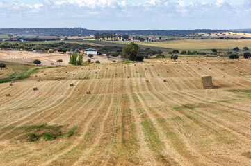 Rural Riches: Golden Field with Scattered Hay Bales to the Horizon.