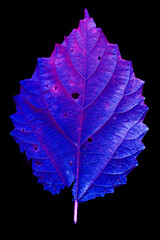 Fototapeta premium macro and color photography of leaf
