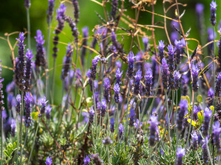 青紫色のデンタータラベンダー