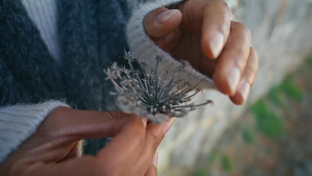 Lady fingers holding flower at nature closeup. Woman touching tender dry plant