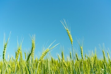 Fototapeta premium Golden Wheat Field Swaying Beneath a Clear Blue Sky