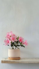 Azalea flower background with copy space. Valentines day, mothers day, women's day concept. 