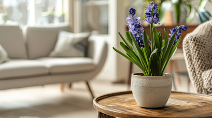 close up details flowers hyacinth in Interior of aesthetic and minimalist living room. AI Generative