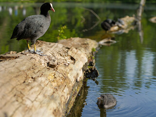 black coot with its offspring on a sunny day