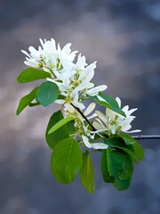 Close up of white Saskatoon flower.