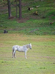 Obraz premium White horse standing in field.
