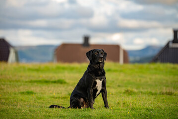 Black Labrador Retriever Sitting in a Rural Landscape