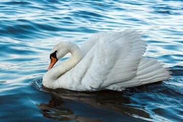 Elegant White Swan Gliding Gracefully on Tranquil Blue Water Surface