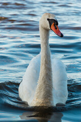 Beautiful White Swan Swimming Serenely in Blue Water with Reflection, Close-up Shot