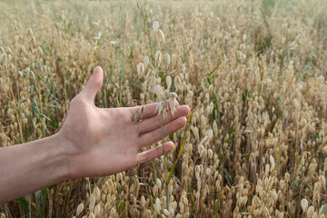 Hand Reaching Out Towards the Sunlight Above a Lush Field of Golden Ripe Oats