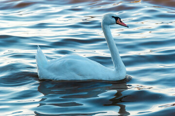 Elegant white swan glides gracefully across the shimmering water surface