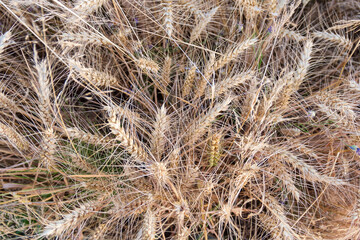 Fototapeta premium Close-up view of abundant dry wheat stalks creating a beautiful chaotic pattern in a summer field