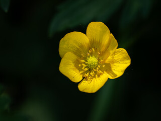 Yellow buttercup flower and dark background.