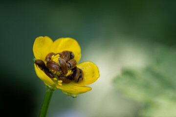 Brown bugs in a buttercup flower.
