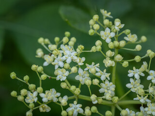 Close-up of white elderberry flowers.