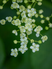 Close-up of white elderberry flowers.