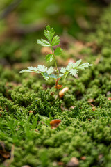 Young growing sapling in moss rowan.