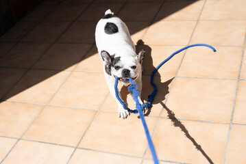 Playful Dog Enjoying the Sun with His Favorite Toy