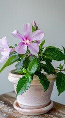 Hibiscus background with copy space.