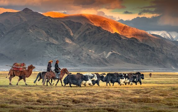 Shepherds riding horses to an autumn camp, with bactrian camels and herd Yaks (Bos grunniens), nomadic life, Bayan-Ulgii Province, Mongolia, Asia