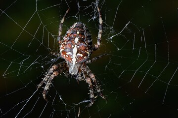 European Garden Spider (Araneus diadematus) in spiderweb, Germany, Europe