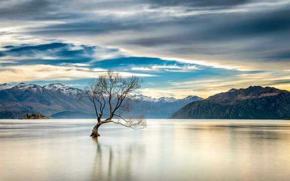 Wanaka tree, single tree standing in the water of Wanaka Lake, in the back mountain range of the snow-covered New Zealand Alps, Wanaka, Otago, South Island, New Zealand, Oceania