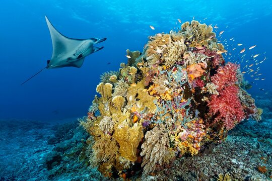 Reef manta ray (Manta alfredi), swimming over coral reef, coral block, with Soft corals (Alcyonacea), stony corals (Scleractinia) and Sponges (Porifera), Pacific, Sulu Sea, Tubbataha Reef National