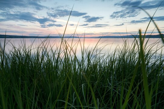 Reed grass on the shore of Lake Constance, evening mood, Uhldingen, Baden-Wuerttemberg, Germany, Europe
