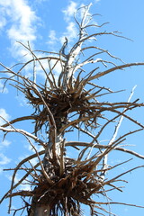 Dead tree