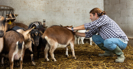 Middle aged grown man kneeling to feed goats in farm