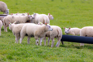 Typical landscape with group of new born domestic sheeps on green meadow, Open farm with young lamb on the grass field in spring, Texel is one of the Dutch Wadden Islands, North Holland, Netherlands.