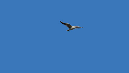 une mouette dans un ciel bleu