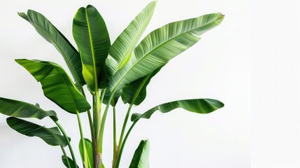 tall banana plant with vibrant green leaves, standing against a pristine white background, showcasing its lush foliage.