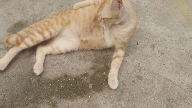 orange cat or indonesia call it kucing oyen. is licking its body to be clean